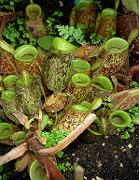 Nepenthes ampullaria 'Red Speckled', basal carpet